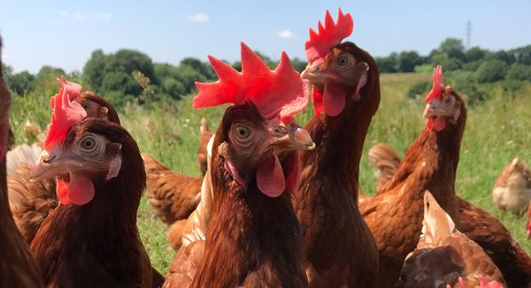 Poultry Farmers Face Challenges Implementing EFSA Welfare Recommendations
