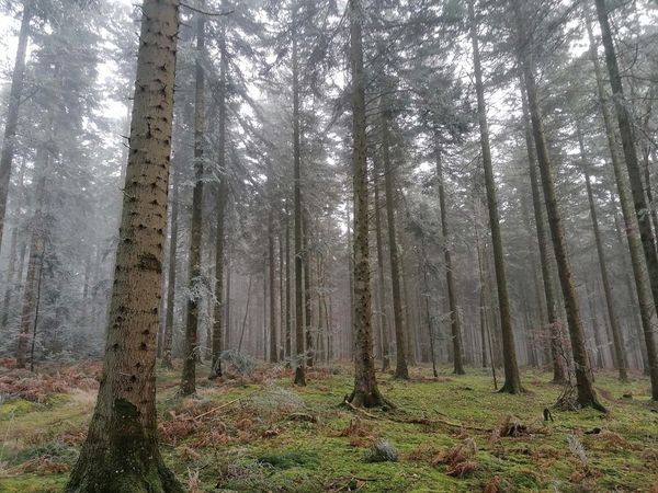 New Commission Working Document Outlines Recommendations for Protecting Primary and Old-Growth Forests in Europe: What It Means for Forest Owners