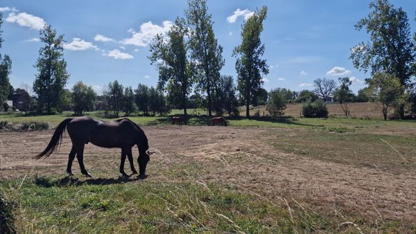 Commission registers new ECI that aims to end the slaughter of horses in the EU