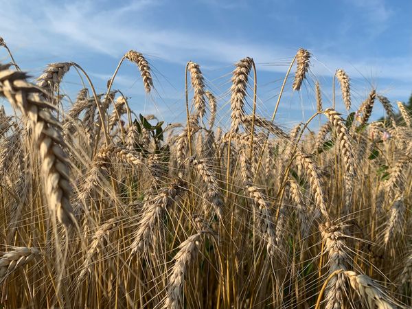 EU Implements Emergency Support Measures for Cereal and Oilseed Sectors in Bulgaria, Poland, and Romania