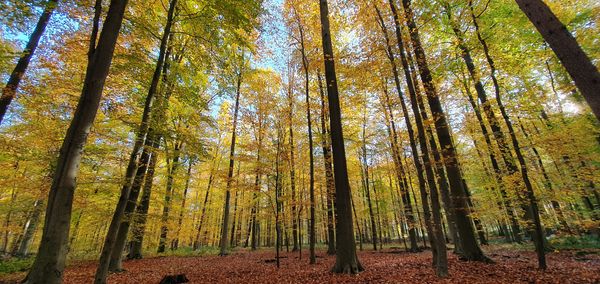 Update on Nature Restoration Regulation Discussions in the Council and European Parliament: Flexibility and Monitoring Challenges Discussed